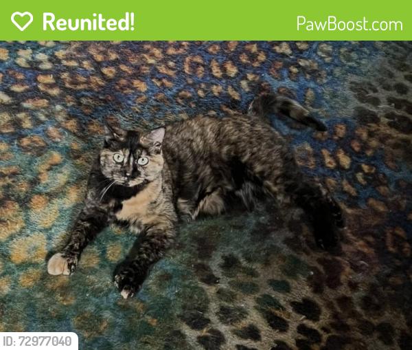 Reunited Female Cat last seen McGonagle, Duluth, MN 55808