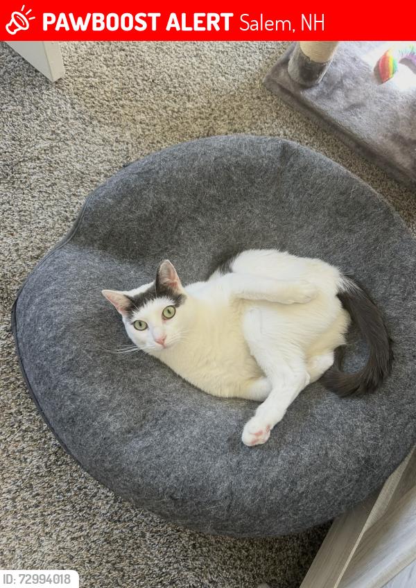 Lost Female Cat last seen Ticklefancy Lane and Cortland and back s up to Campbell's Scottish Hoghlands Golf Course, Salem, NH 03079