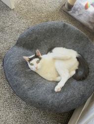 Lost Female Cat last seen Ticklefancy Lane and Cortland and back s up to Campbell's Scottish Hoghlands Golf Course, Salem, NH 03079