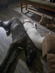 Lost Female Dog last seen Hwy 59 and grey rd, Loxley, AL 36551