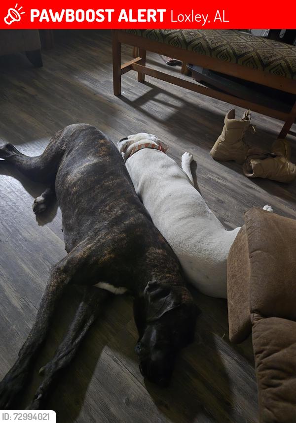 Lost Female Dog last seen Hwy 59 and grey rd, Loxley, AL 36551
