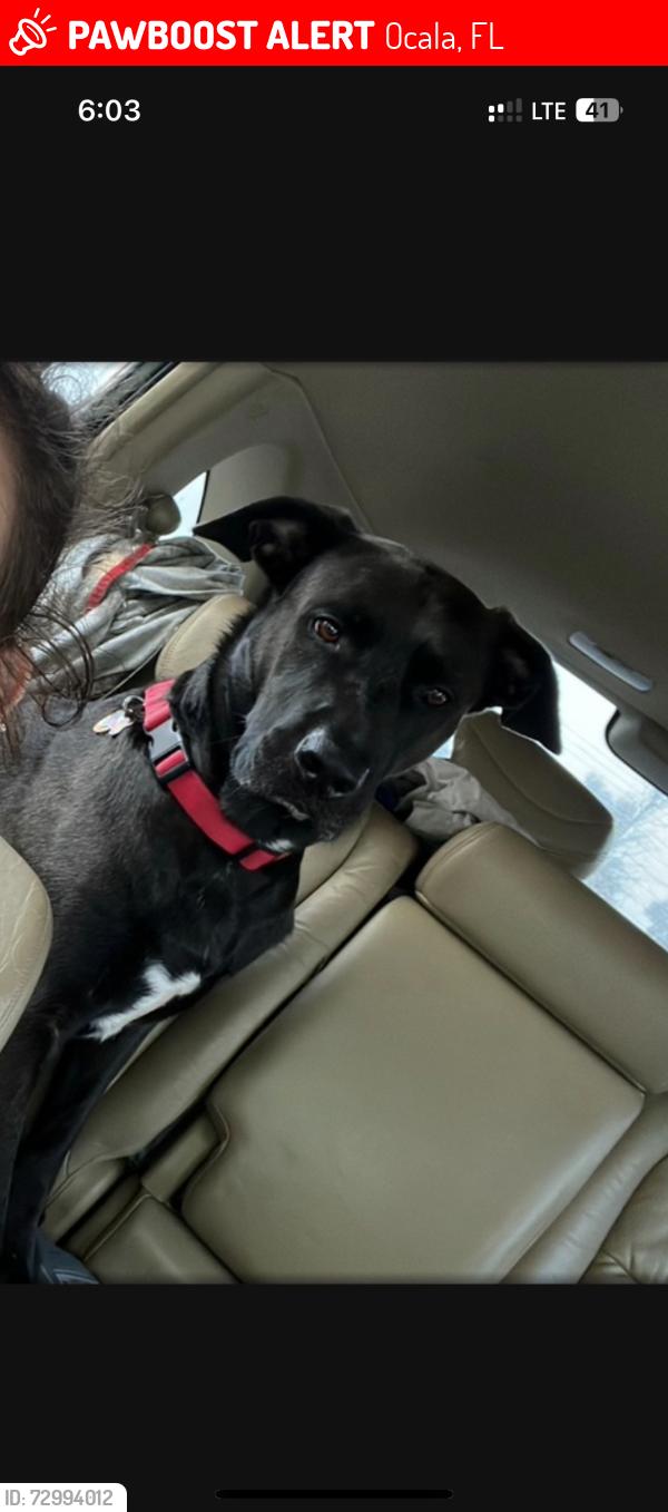 Lost Male Dog last seen Someone stole my dog , Ocala, FL 34471