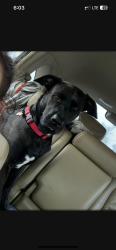 Lost Male Dog last seen Someone stole my dog , Ocala, FL 34471