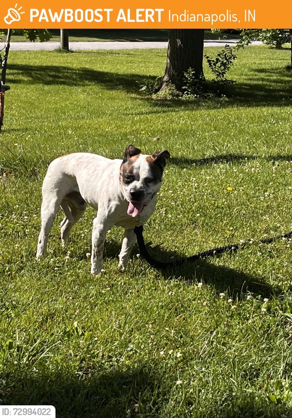 Found/Stray Male Dog last seen Ellenberger Parkway W Drive + 10th Street, Indianapolis, IN 46219