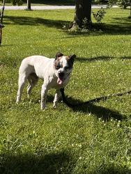 Found/Stray Male Dog last seen Ellenberger Parkway W Drive + 10th Street, Indianapolis, IN 46219