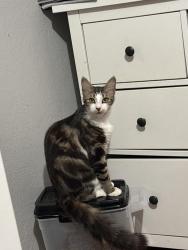 Reunited Female Cat last seen 64th and avenal area , Oakland, CA 94605