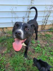 Reunited Male Dog last seen Amity Hill Rd & Tucker Rd, Iredell County, NC 28677