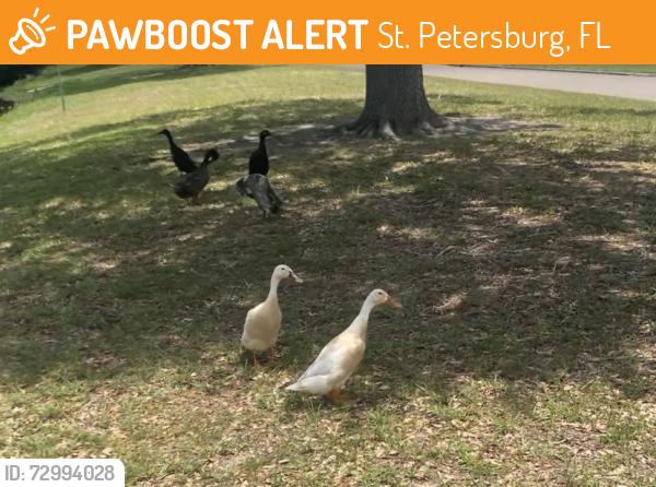 Found/Stray Unknown Bird last seen 43rd st n and 20th Ave n , St. Petersburg, FL 33713
