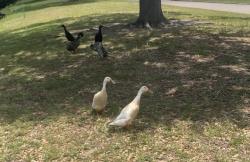 Found/Stray Unknown Bird last seen 43rd st n and 20th Ave n , St. Petersburg, FL 33713