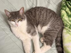 Lost Female Cat last seen Anita Ln, Waxahachie, TX 75165