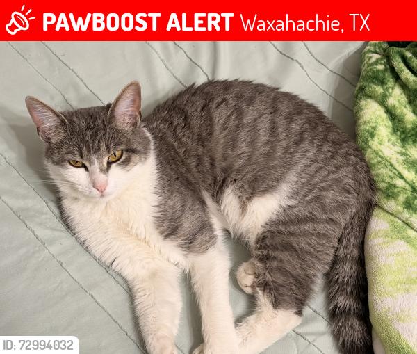 Lost Female Cat last seen Anita Ln, Waxahachie, TX 75165