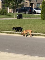 Found/Stray Unknown Dog last seen Blue Heron & Murano Dr, Murfreesboro, TN 37129