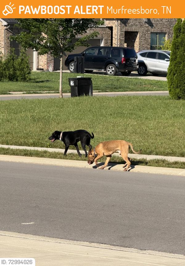 Found/Stray Unknown Dog last seen Blue Heron & Murano Dr, Murfreesboro, TN 37129
