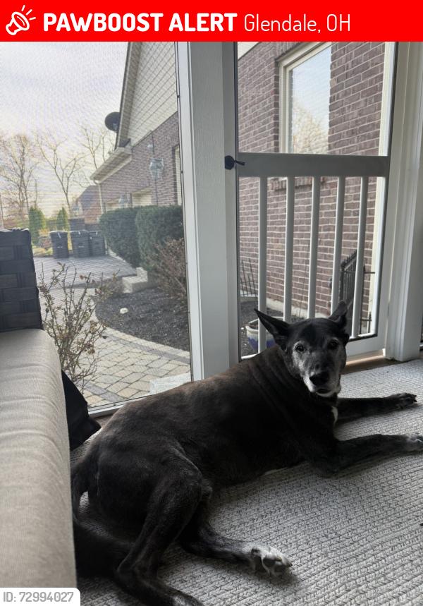 Lost Male Dog last seen Glendale OH at Chester Road and St Edmunds Plance, Glendale, OH 45246