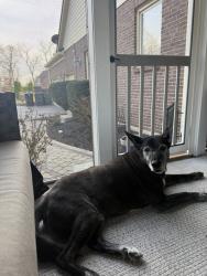 Lost Male Dog last seen Glendale OH at Chester Road and St Edmunds Plance, Glendale, OH 45246