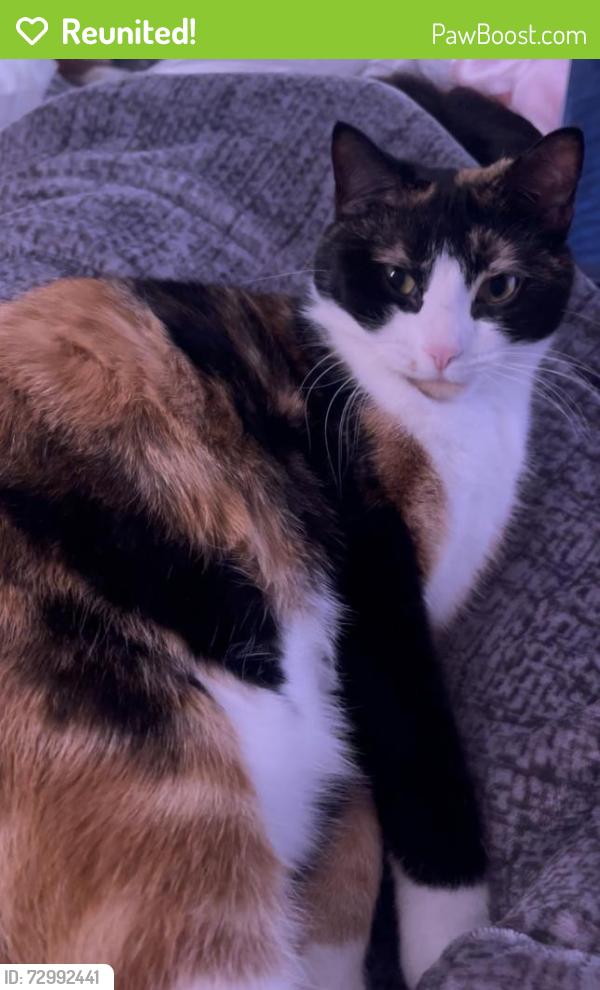 Reunited Female Cat last seen Callaghan Drive SW and Cunningham Drive SW, Edmonton, AB T6W