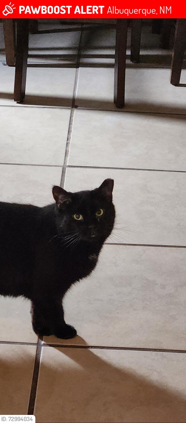 Lost Male Cat last seen Sandia road and Guadeloupe trl, Albuquerque, NM 87107