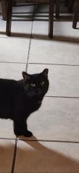 Lost Male Cat last seen Sandia road and Guadeloupe trl, Albuquerque, NM 87107
