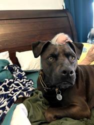 Lost Female Dog last seen Coos bay white salmon rd laughlin, Laughlin, NV 89029