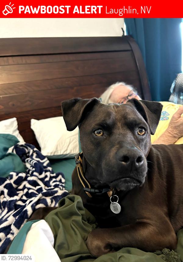 Lost Female Dog last seen Coos bay white salmon rd laughlin, Laughlin, NV 89029