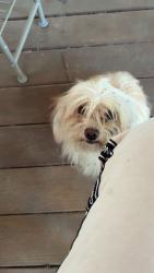Reunited Unknown Dog last seen Walmart, Jacksonville, FL 32216