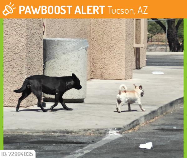 Found/Stray Unknown Dog last seen Speedway Ampm, Tucson, AZ 85745