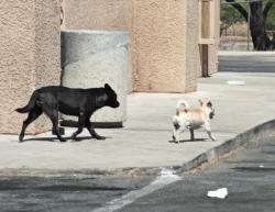 Found/Stray Unknown Dog last seen Speedway Ampm, Tucson, AZ 85745