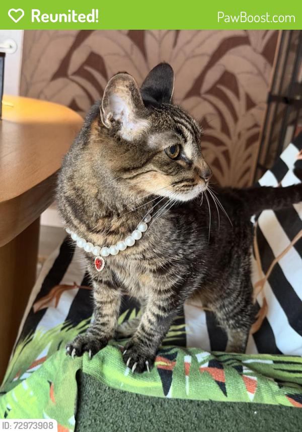 Reunited Female Cat last seen Near high knoll, Los Angeles, CA 91436