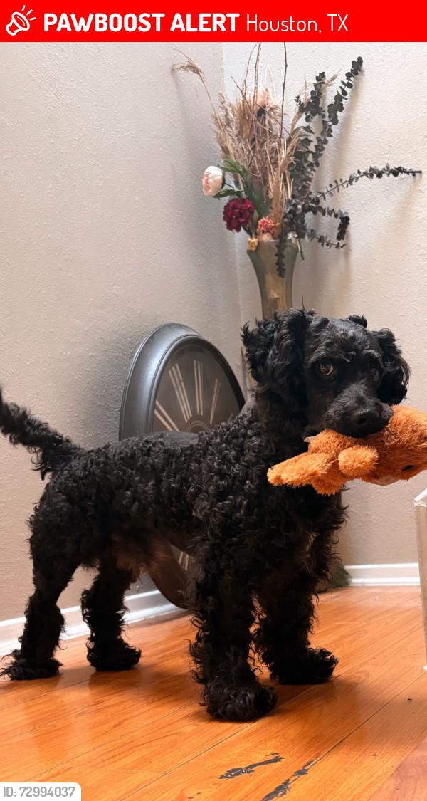 Lost Male Dog last seen Dairy ashford , Houston, TX 77072
