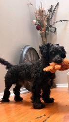 Lost Male Dog last seen Dairy ashford , Houston, TX 77072