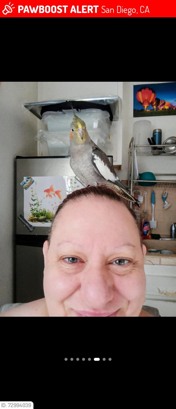 Lost Female Bird last seen Acorn St and 63rd St San Diego CA , San Diego, CA 92115