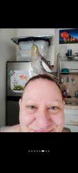 Lost Female Bird last seen Acorn St and 63rd St San Diego CA , San Diego, CA 92115