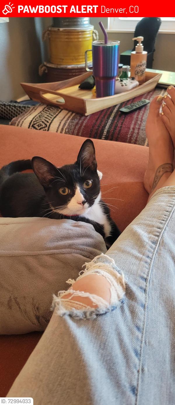 Lost Female Cat last seen Washington / 77th ave, Denver, CO 80229