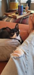 Lost Female Cat last seen Washington / 77th ave, Denver, CO 80229