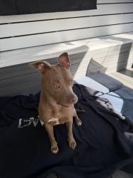 Found/Stray Female Dog last seen Historic Downtown Sanford. 2nd St , Sanford, FL 32771