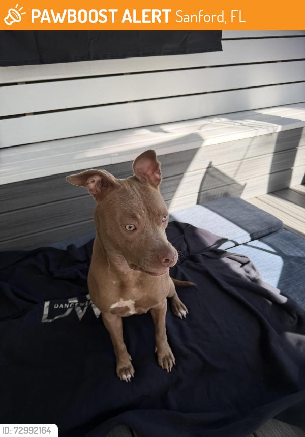 Found/Stray Female Dog last seen Historic Downtown Sanford. 2nd St , Sanford, FL 32771