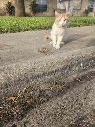 Found/Stray Male Cat last seen Mon mack & Zelma, Edinburg, TX 78541
