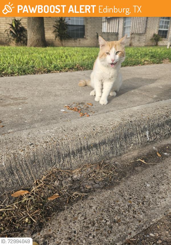 Found/Stray Male Cat last seen Mon mack & Zelma, Edinburg, TX 78541