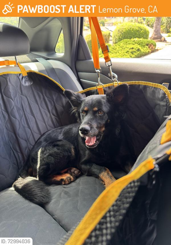 Found/Stray Male Dog last seen Massachusetts Ave, Lemon Grove, CA 91945