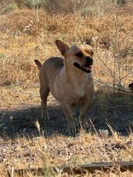 Found/Stray Female Dog last seen sycamore & Topaz, Victorville, CA 92392