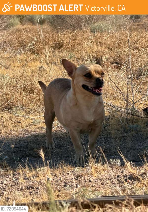 Found/Stray Female Dog last seen sycamore & Topaz, Victorville, CA 92392