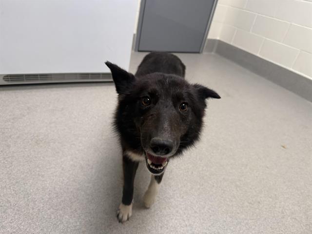 Shelter Stray Female Dog last seen OLD AIRPORT/BELL, 11232 B Ave, Auburn, CA 95603, USA