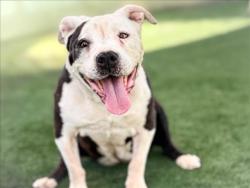 Shelter Stray Female Dog last seen , 957 N Gaffey St, San Pedro, CA 90731, USA