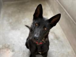 Shelter Stray Female Dog last seen , 957 N Gaffey St, San Pedro, CA 90731, USA