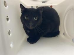 Shelter Stray Male Cat last seen Near BLOCK W SILVER SPRING DR, 3839 W Burnham St, West Milwaukee, WI 53215, USA