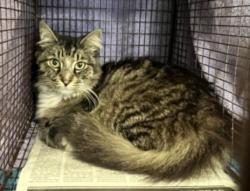 Shelter Stray Male Cat last seen , 957 N Gaffey St, San Pedro, CA 90731, USA