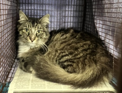 Shelter Stray Male Cat last seen , 957 N Gaffey St, San Pedro, CA 90731, USA