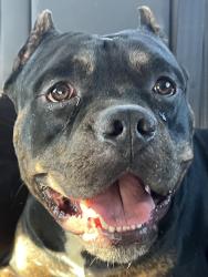 Lost Male Dog last seen Whetstone (hwy 3) , Swansea, SC 29160