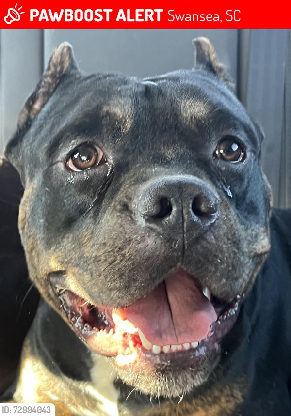 Lost Male Dog last seen Whetstone (hwy 3) , Swansea, SC 29160