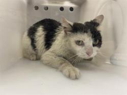 Shelter Stray Unknown Cat last seen , 3839 W Burnham St, West Milwaukee, WI 53215, USA